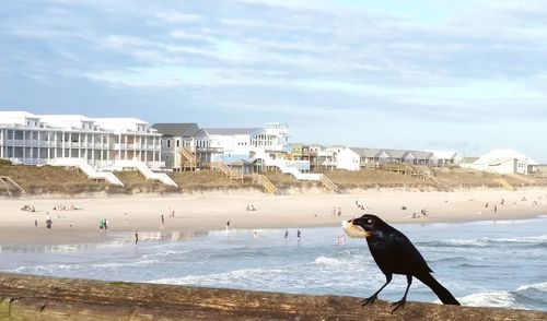 Close-up of raven carrying shrimp in mouth against beach