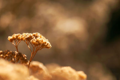 Close-up of flowering plant against blurred background