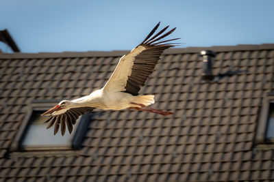 bird