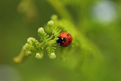 Close-up of ladybug on leaf