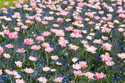 Full frame shot of flowers