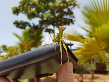 Close-up of a hand holding insect