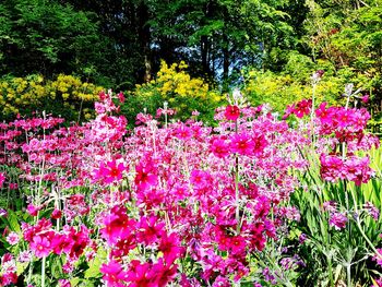 Pink flowers blooming on tree