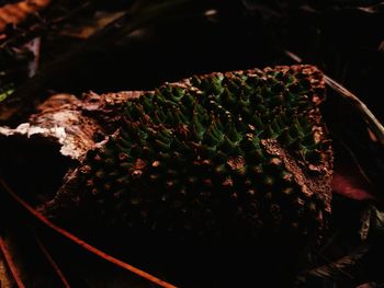 Close-up of cactus