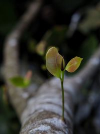 Close-up of flowering plant