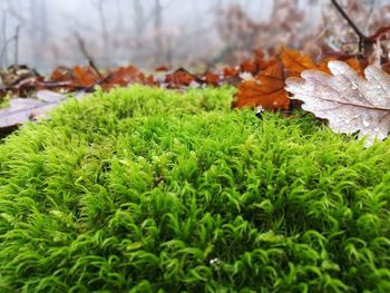 Close-up of plants growing on field during autumn