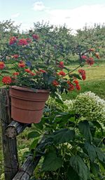 Red flowering plants on potted plant against trees