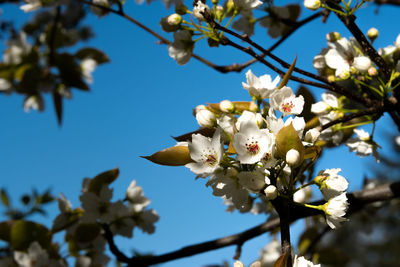 Flowering pear blossoms in clear sky