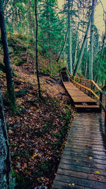 Scenic view of forest