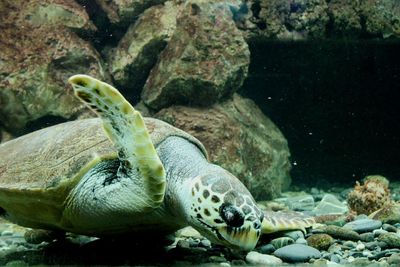 Turtle swimming in sea