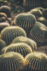 Close-up of cactus