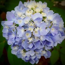 Close-up of purple flowers blooming