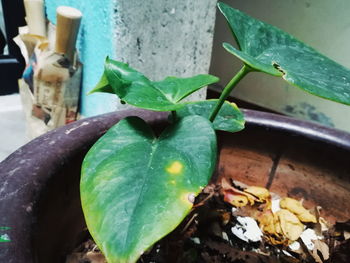 High angle view of potted plant