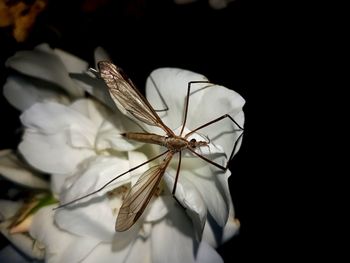 Close-up of insect on flower