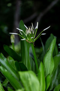 Close-up of green plant