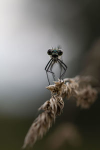 Close-up of spider