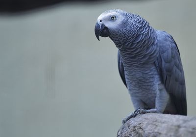 Close-up of african grey parrot perching on wood in cage
