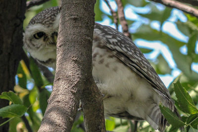 Low angle view of bird perching on tree