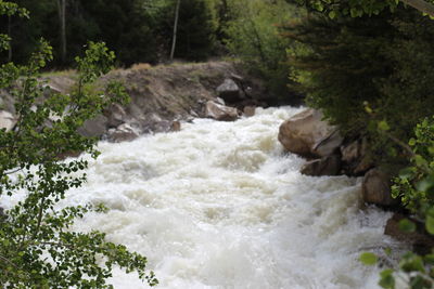 Scenic view of waterfall in forest