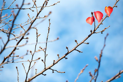 Close-up of flowers against blurred background