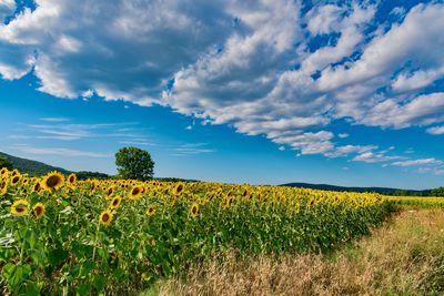 Scenic view of field against sky