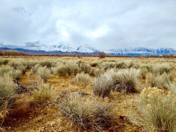 Scenic view of field against sky