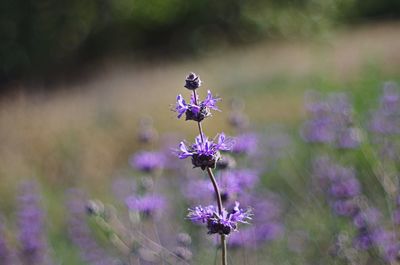 Close-up of purple flowers