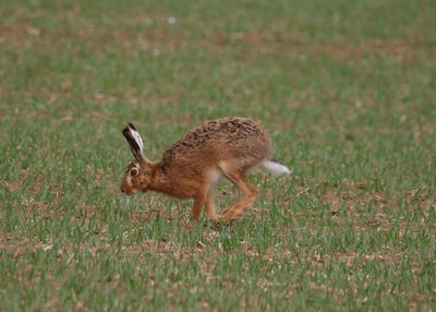 Side view of deer on field