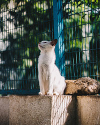 Cat sitting oon a wall and looking away