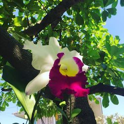Low angle view of pink flower tree