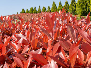 Full frame shot of plants during autumn