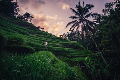 Scenic view of agricultural field against sky during sunset