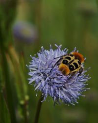 Close-up of insect on purple flower