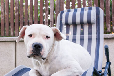 Close-up portrait of dog sitting on chair