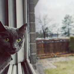 Close-up portrait of cat on house