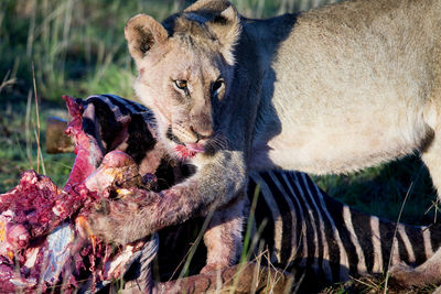 Close-up of lion eating zebra