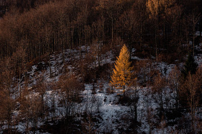 Trees and snow