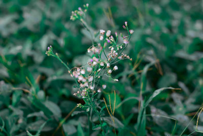 Close-up of purple flowering plant on field