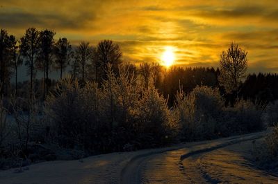 Plants and trees on field against sky during winter