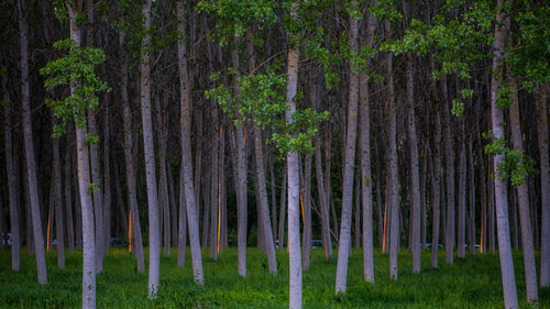 Panoramic view of trees in forest