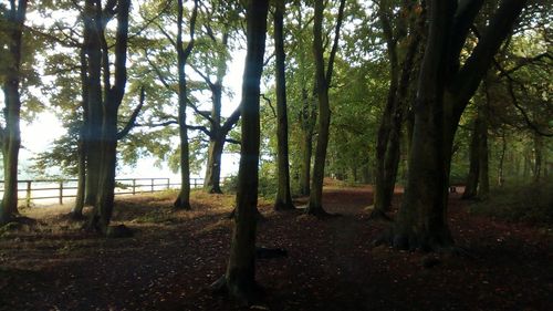 Trees in forest