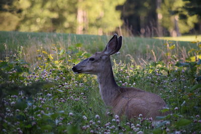 Giraffe on field