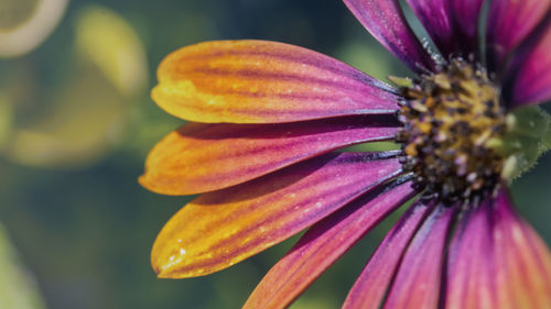 Close-up of purple flower
