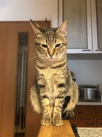 Cat sitting on window at home