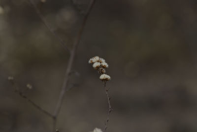 Close-up of wilted plants