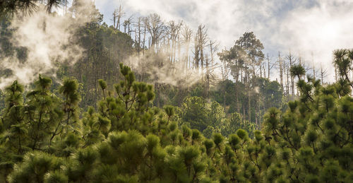 Panoramic view of forest against sky