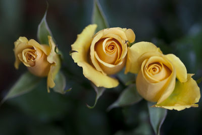 Macro shot of rose flower