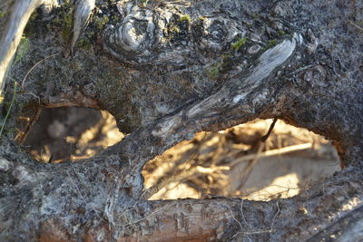 Close-up of lizard on tree