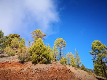 Plants growing on land against blue sky