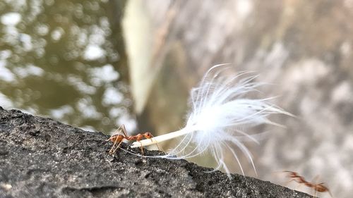 Close-up of insect on plant